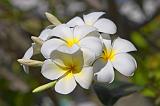 Frangipane Flower, Tikeahu Atoll, French Polynesia
